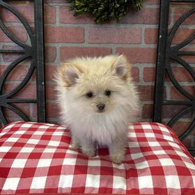 Pomeranian