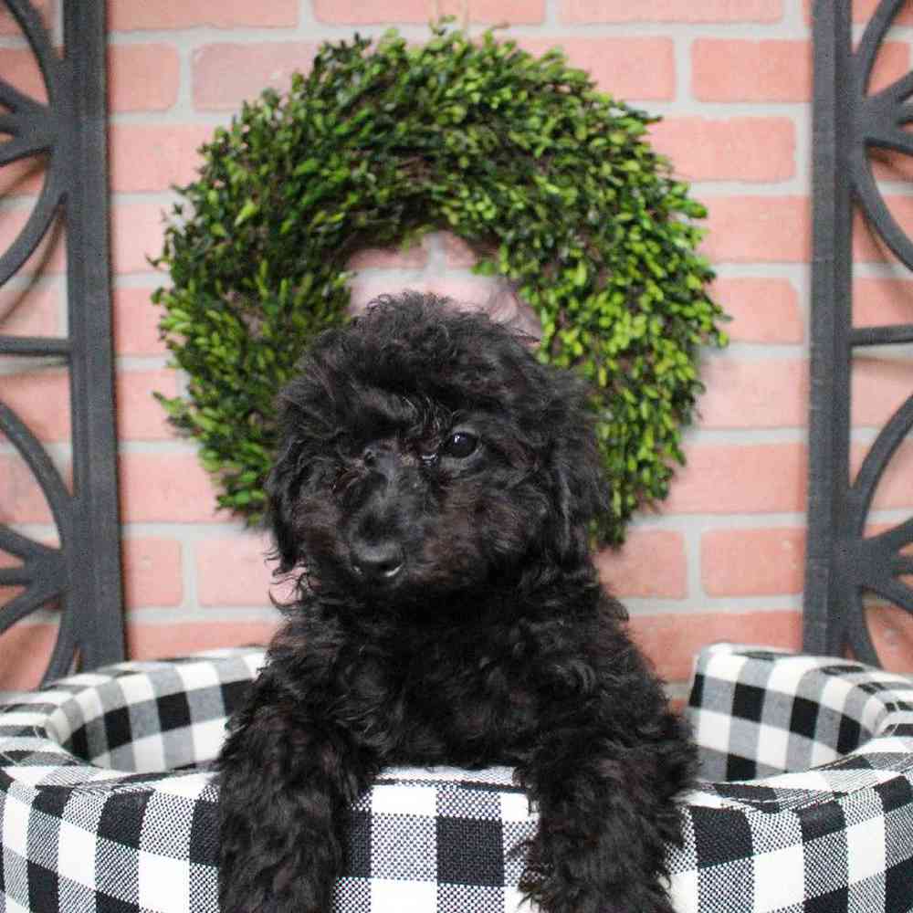 Male Yorkie-Poo Puppy for sale