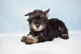 Mini Schnauzer