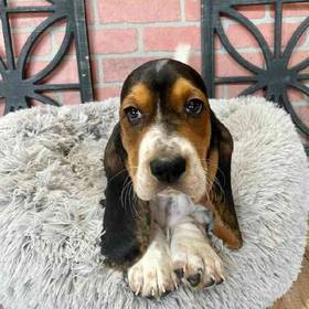 Basset Hound