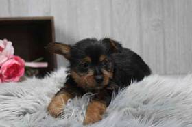 Silky Terrier