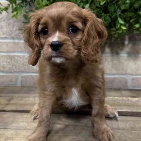 Cavalier King Charles Spaniel