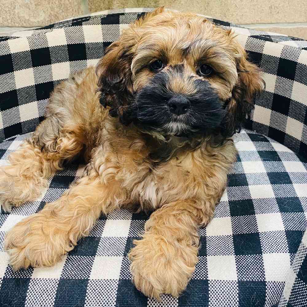 carousel pet images