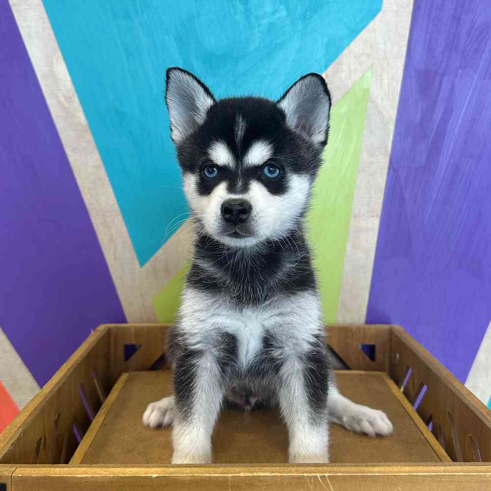 carousel pet images