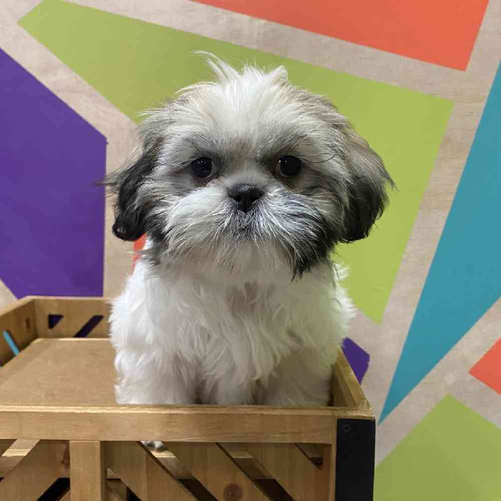 Clearance grey shih tzu for sale New Arrivals