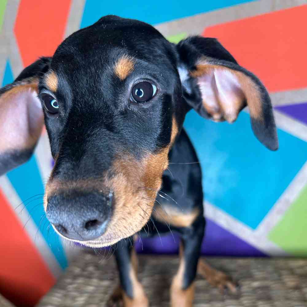 carousel pet images