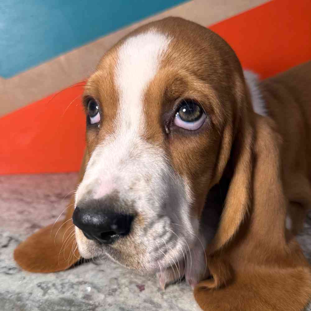 Image of a pet breed in the gallery