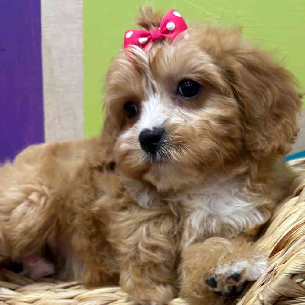 carousel pet images