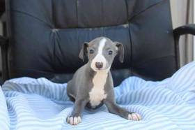 Italian Greyhound