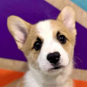 Pembroke Welsh Corgi