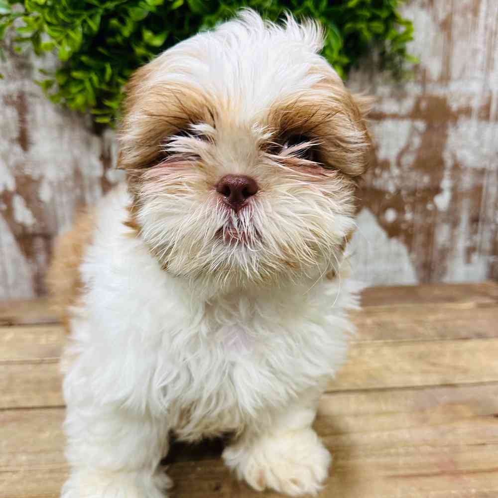 carousel pet images