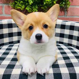 Pembroke Welsh Corgi