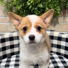 Pembroke Welsh Corgi