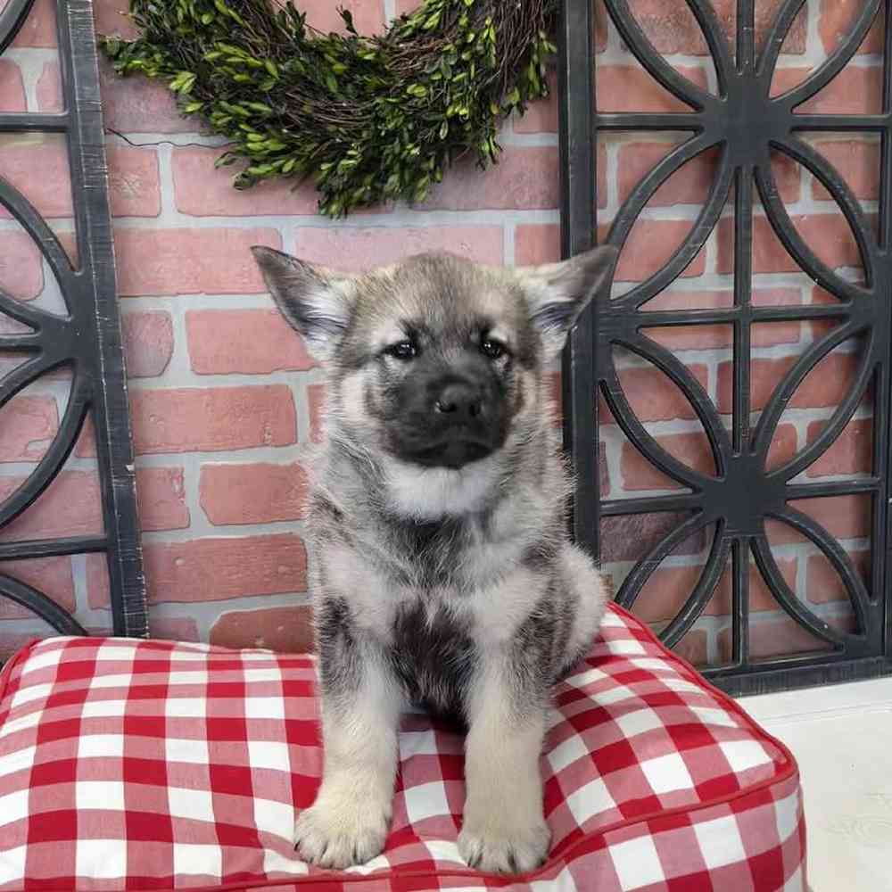 Male Norwegian Elkhound Puppy for Sale in Joplin, MO