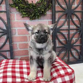 Norwegian Elkhound