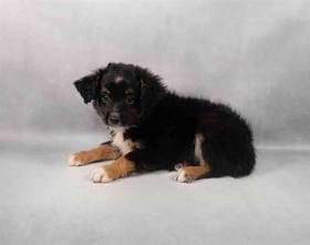 Mini Aussie