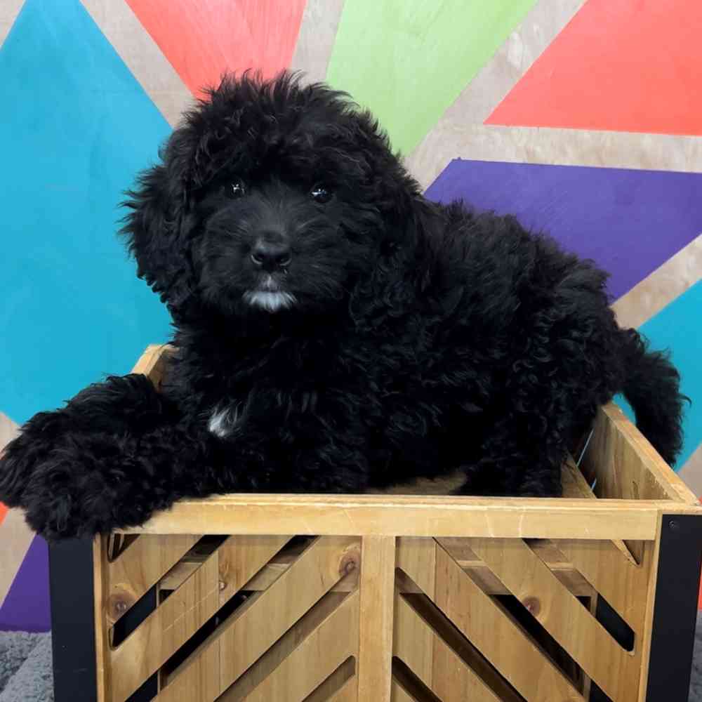 Image of a pet breed in the gallery