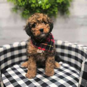 Mini Bernedoodle