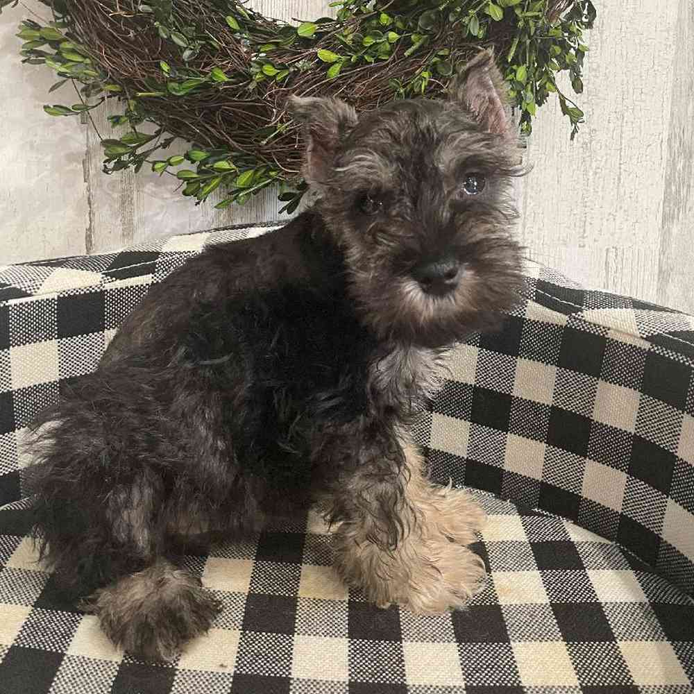 Male miniature schnauzer puppies for sales sale