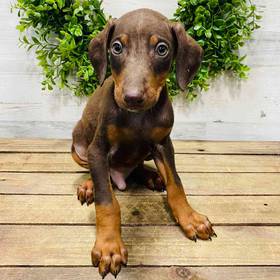 Doberman Pinscher