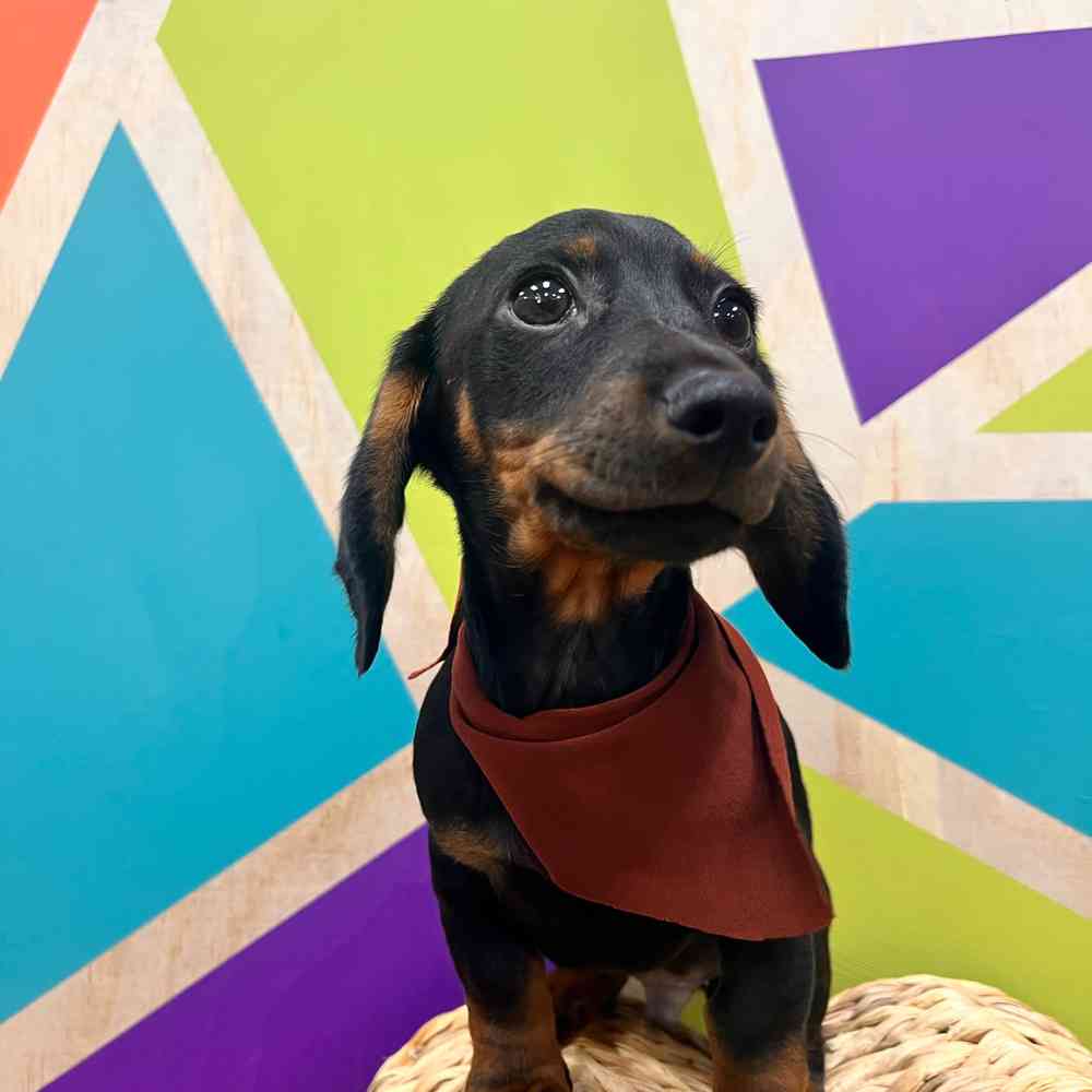 carousel pet images
