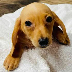 Dachshund