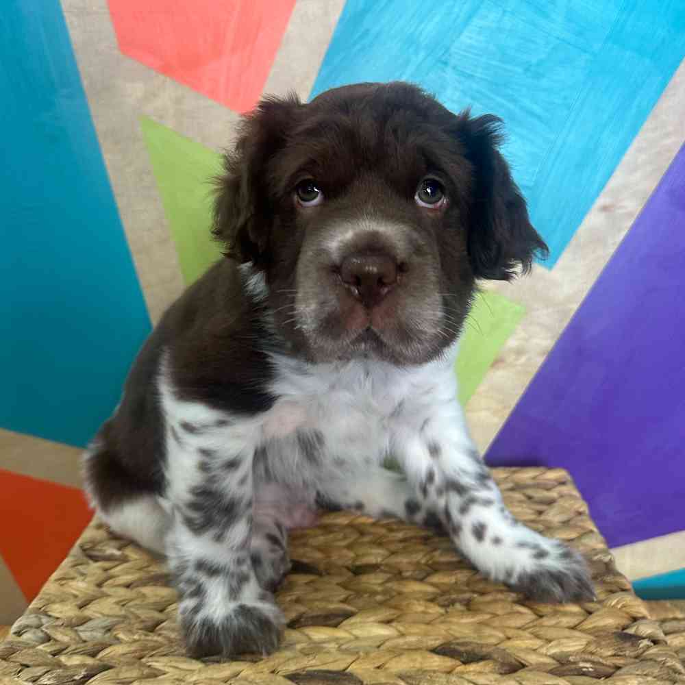 carousel pet images