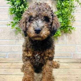 Goldendoodle