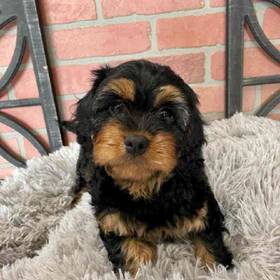 Cavapoo