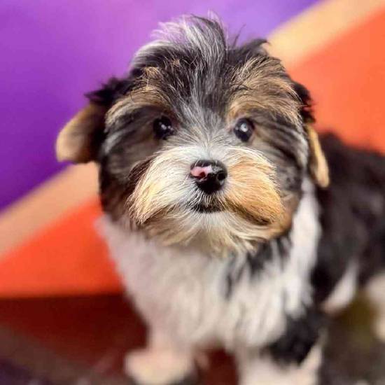 Benny