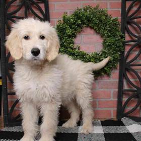 Goldendoodle