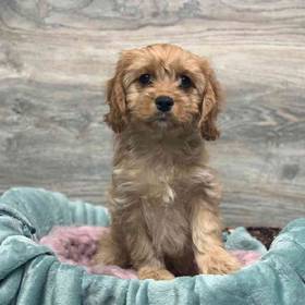 Cavapoo