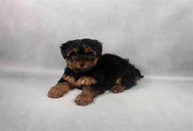 Yorkie