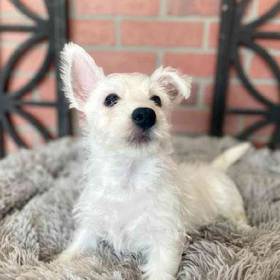 West Highland White Terrier