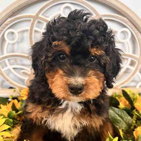 Mini Bernedoodle