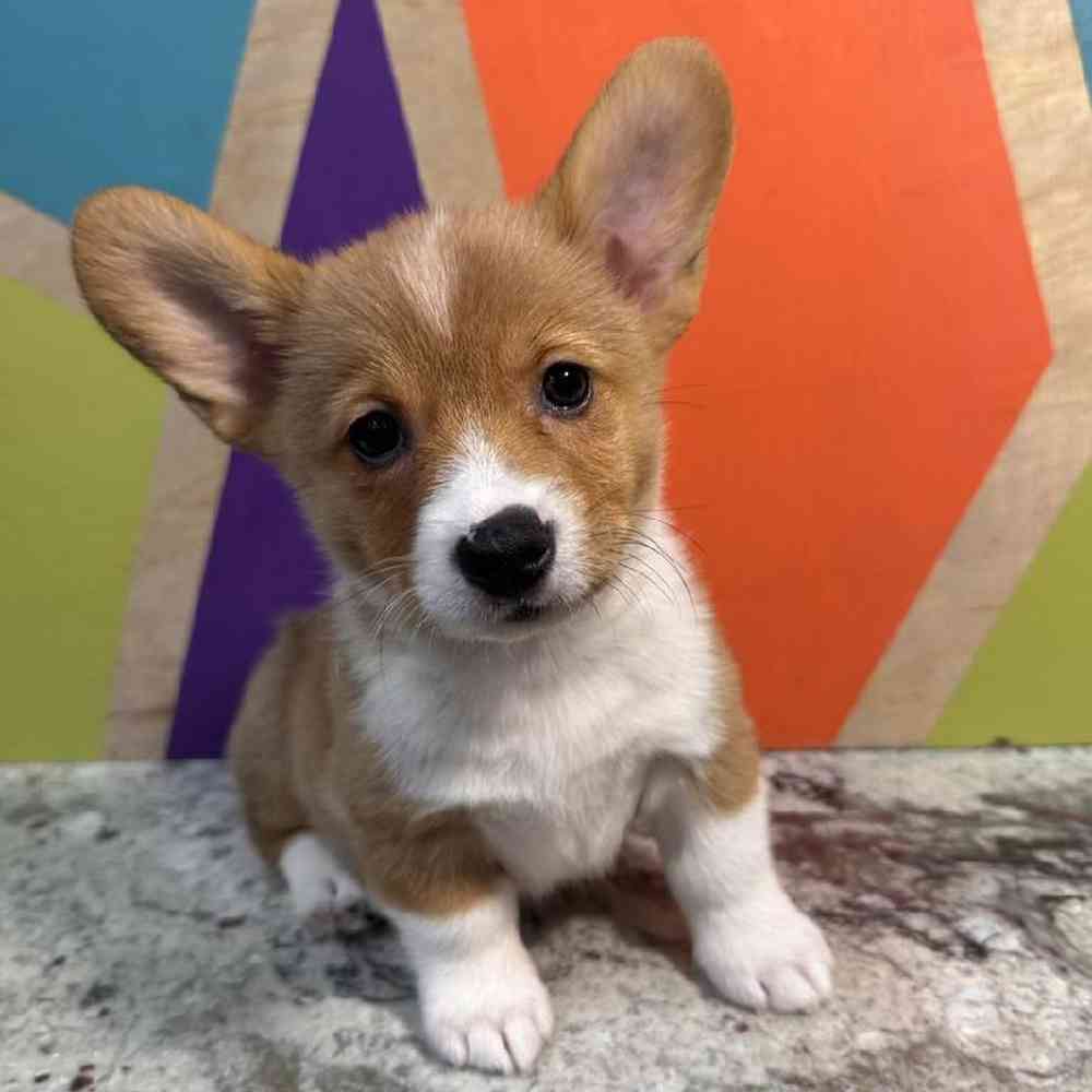 carousel pet images