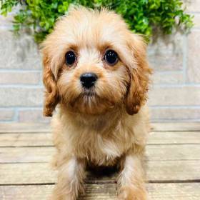 Cavapoo