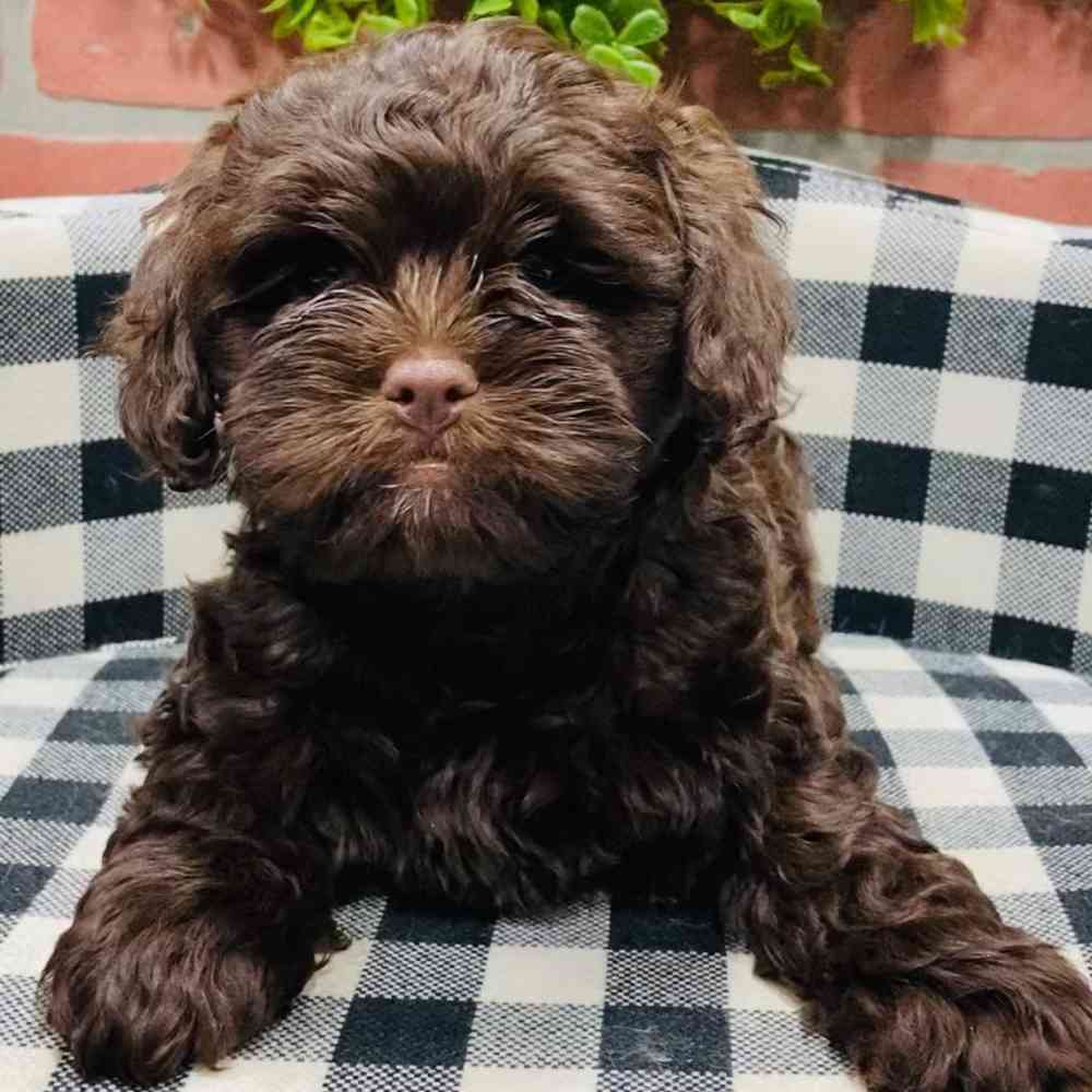 carousel pet images