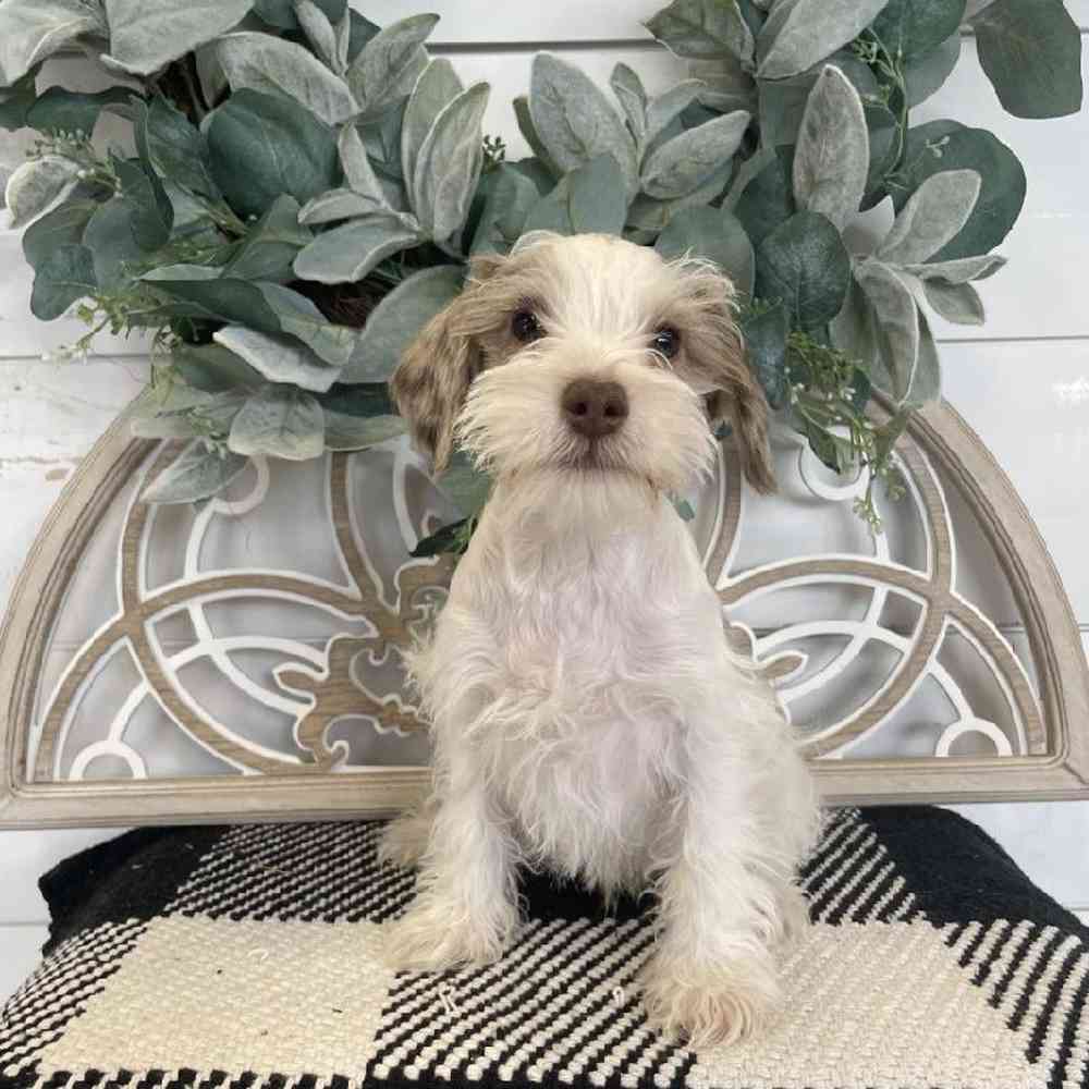 Male Mini Schnauzer Puppy for Sale in Fayetteville, AR