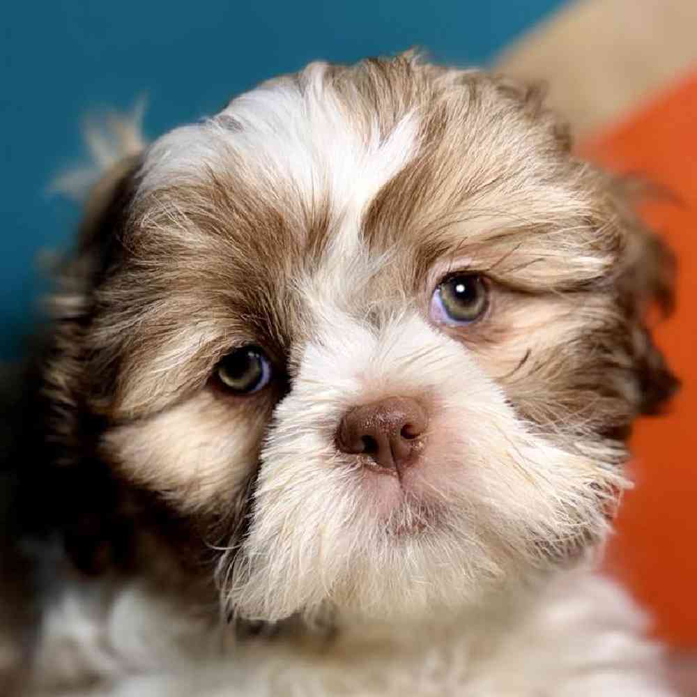 Image of a pet breed in the gallery