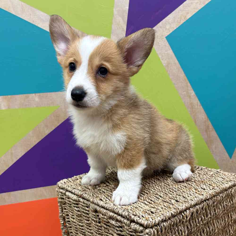 carousel pet images