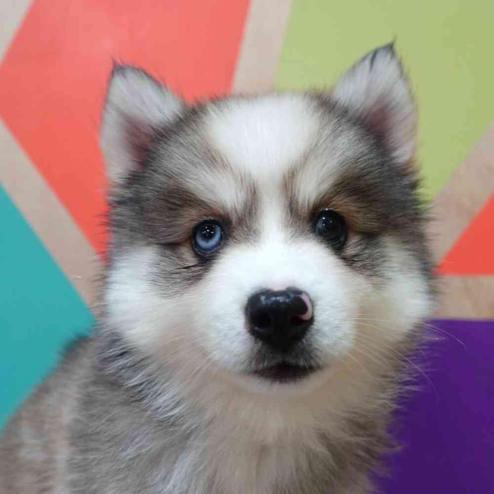 carousel pet images