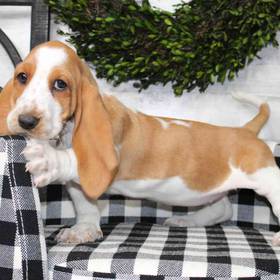 Basset Hound