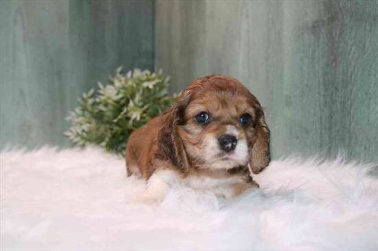 Cocker Spaniel