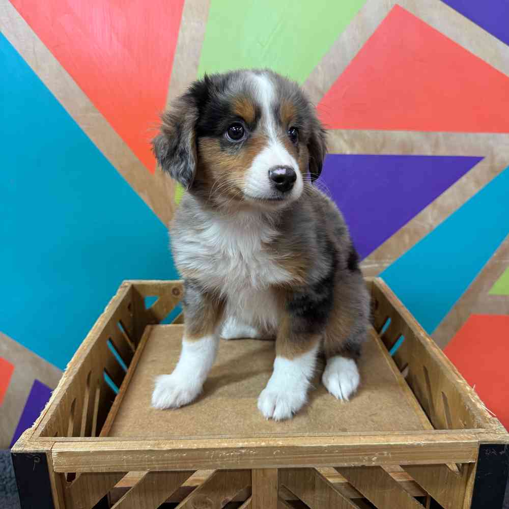 carousel pet images
