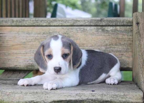 Beagle