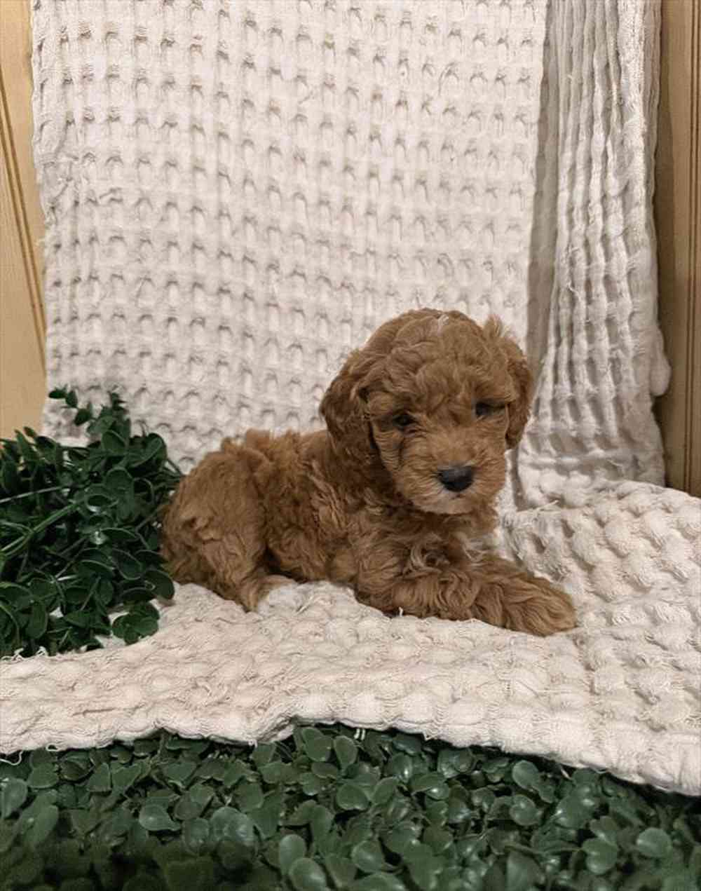 carousel pet images