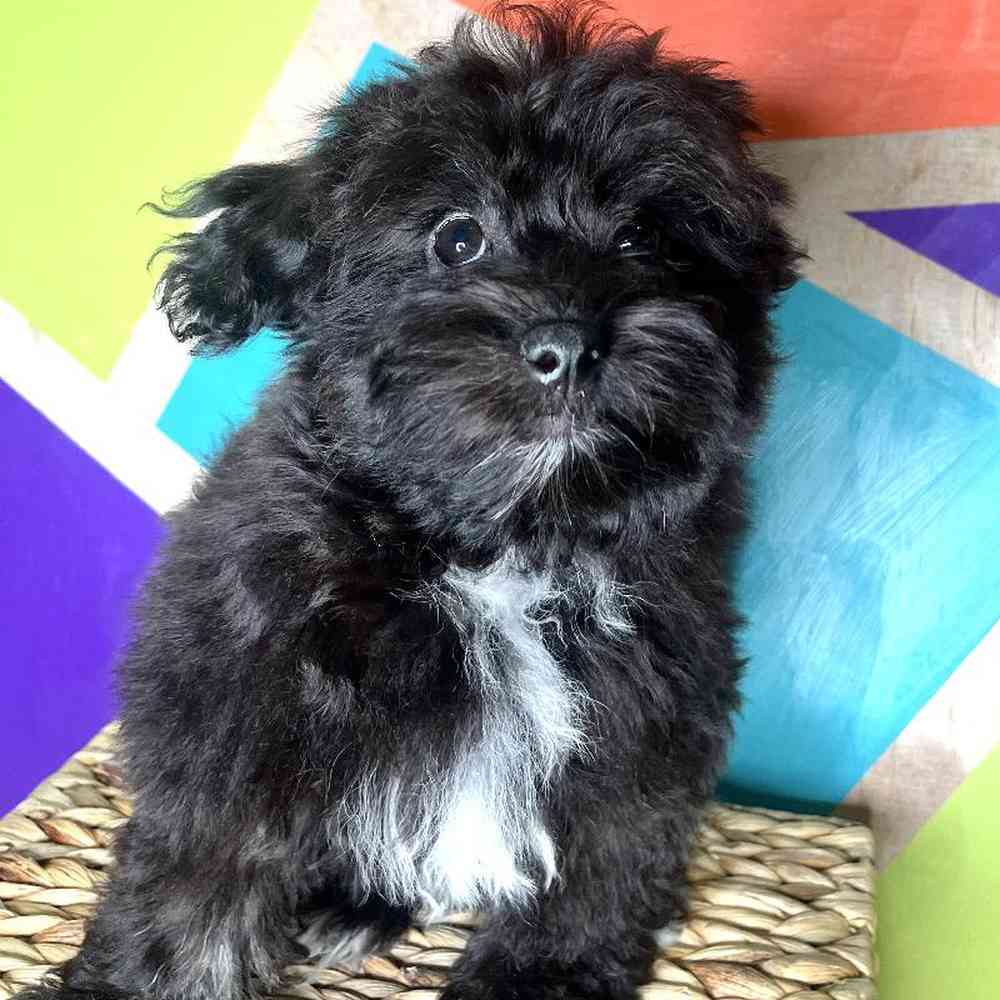 carousel pet images