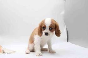 Cavalier King Charles Spaniel