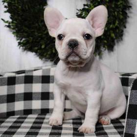 French Bulldog